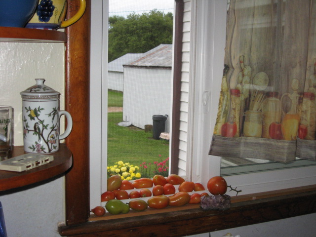[tomatoes.JPG]