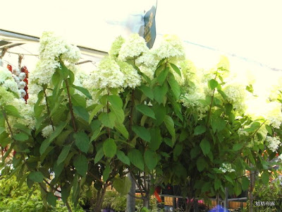 Jean Talon 小義大利區的農夫市場,加東蒙特婁。