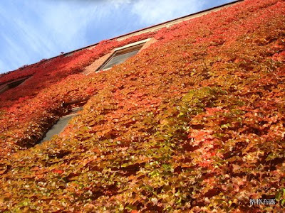葡萄藤長毛紅地毯~人在 Montreal,慢慢活。