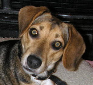rencontre beagle