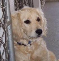 golden retriever cocker spaniel poodle mix girlshopes golden retriever cocker spaniel poodle mix girlshopes