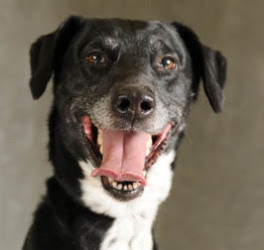 Labrador Greyhound Cross