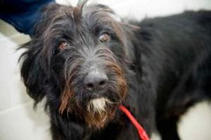 Giant Schnauzer Mix