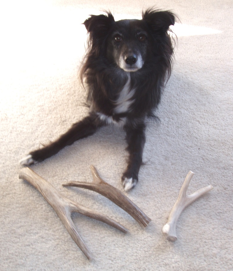 The Days of Johann, an agility dog! Howling Howliday Contributor