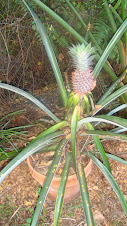 My homegrown pineapple!