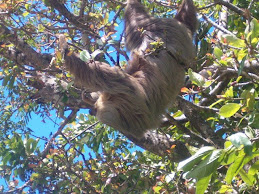 Sloth hanging from a nearby tree.