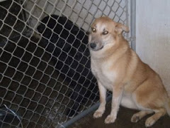 5/11/10 Urgents at Mason Cty Shelter WV. Transport can often be arranged.