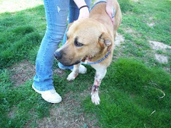 4/8/10 Dog Shot KY. Need Donations and Rescue. Good Natured Dog.