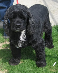 4/6/10 Cocker Spaniel mix  and Others Urgent Carroll Cty Pound OH