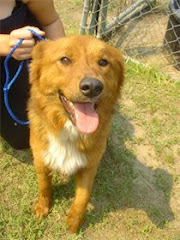 5/3/10 Beautiful Retriever Mix scheduled for euth May 1. Beyond Urgent.  Please contact Esther ASAP