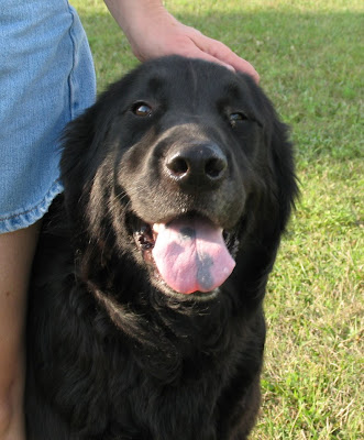 newfoundland lab mix puppies black lab newfoundland mix puppies newfoundland lab mix puppies black lab newfoundland mix puppies