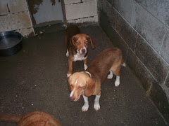 6/16/10 KY Shelter  "bursting at seams." Needs Rescue Help ASAP