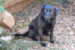 7/13/10 Sweet  Loving Dog. Georgia. Rescuer Needs Help