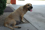 UPDATE 8/5/10 -8/4/10 Don't Forget Honey. She  needs a home or rescue