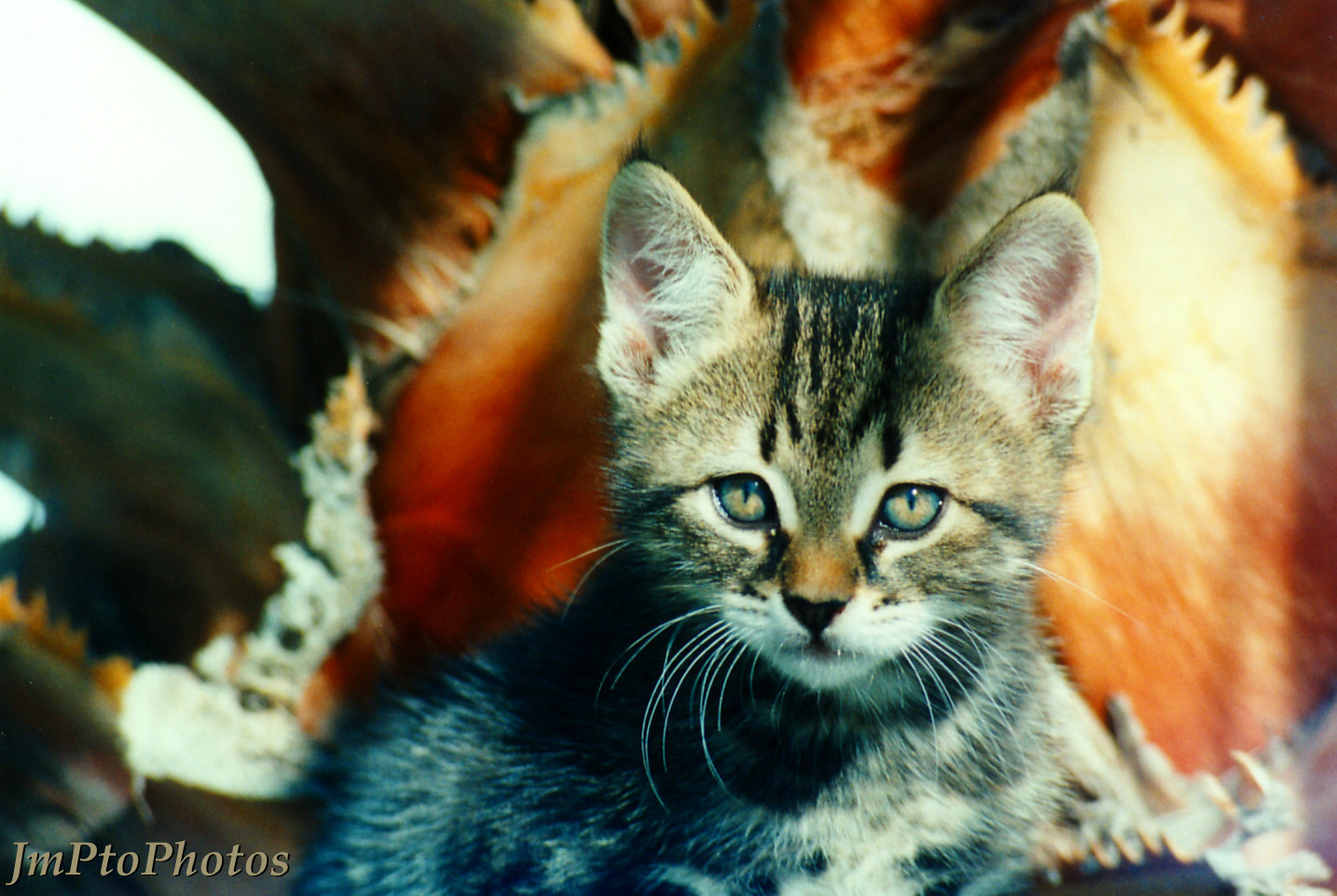 [Chaton+en+Turquie.jpg]