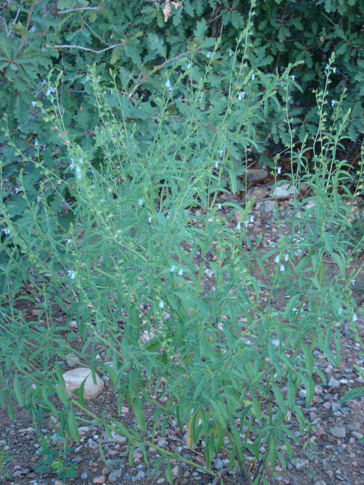 [DSC04380.JPG]