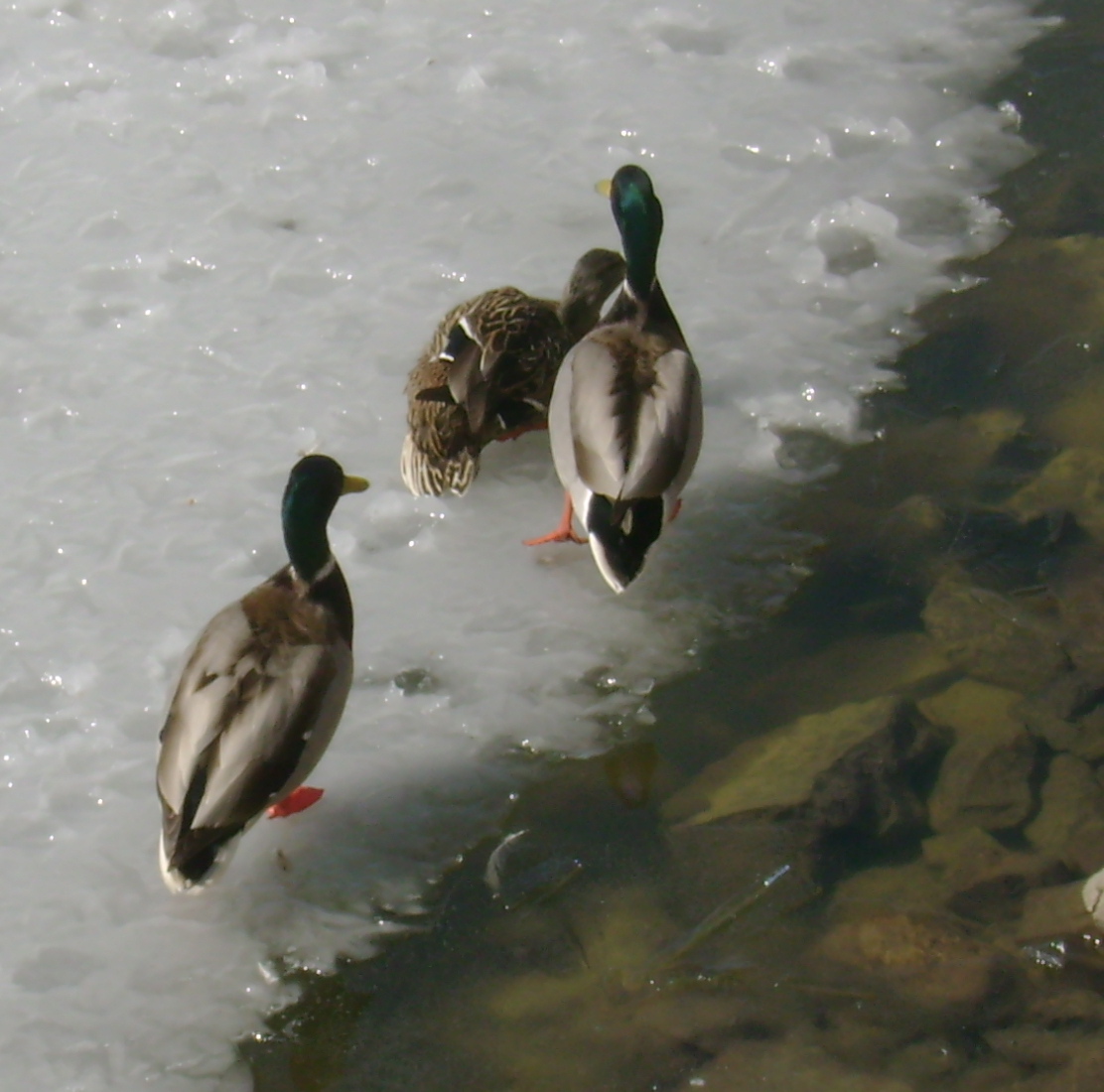 [3:30+ducks+pit..JPG]