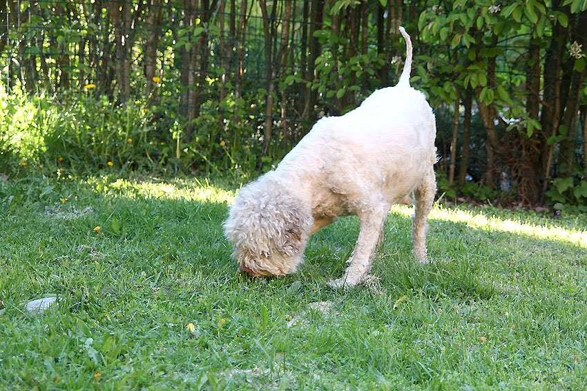 Kennel ricciolino oppdrett av lagotto: juni 2010