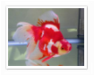 Ryukin Goldfish Ryukin Goldfish