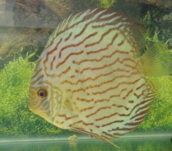 all about aquarium fish