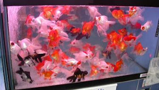 Feeder+fish