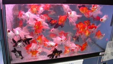 All About Aquarium Fish Live Feeder Fish
