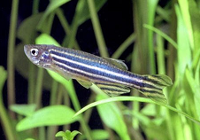 danio fish species