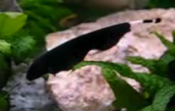 freshwater black ghost fish