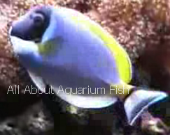 Powder Blue Tang Powder Blue Tang