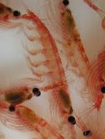 krill as fish feed