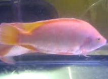 pink tilapia cichlid fish