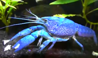 big electric blue crayfish