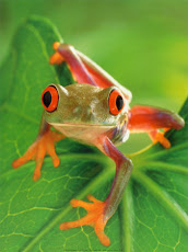 Trigger, Ponder's Poison-Dart-Frog Friend