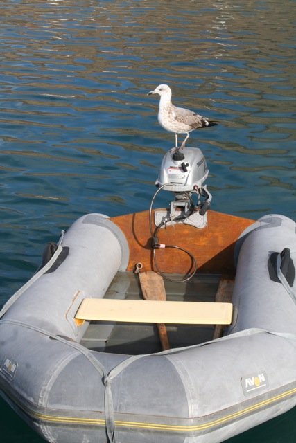 que fait un crocodile quand il en rencontre un autre il l accoste