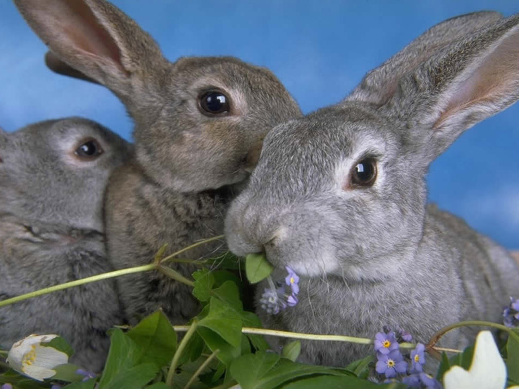 Curiosidades con Estela: Curiosidades sobre los conejos