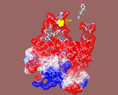 Cysteine Modulation of Ligand Binding