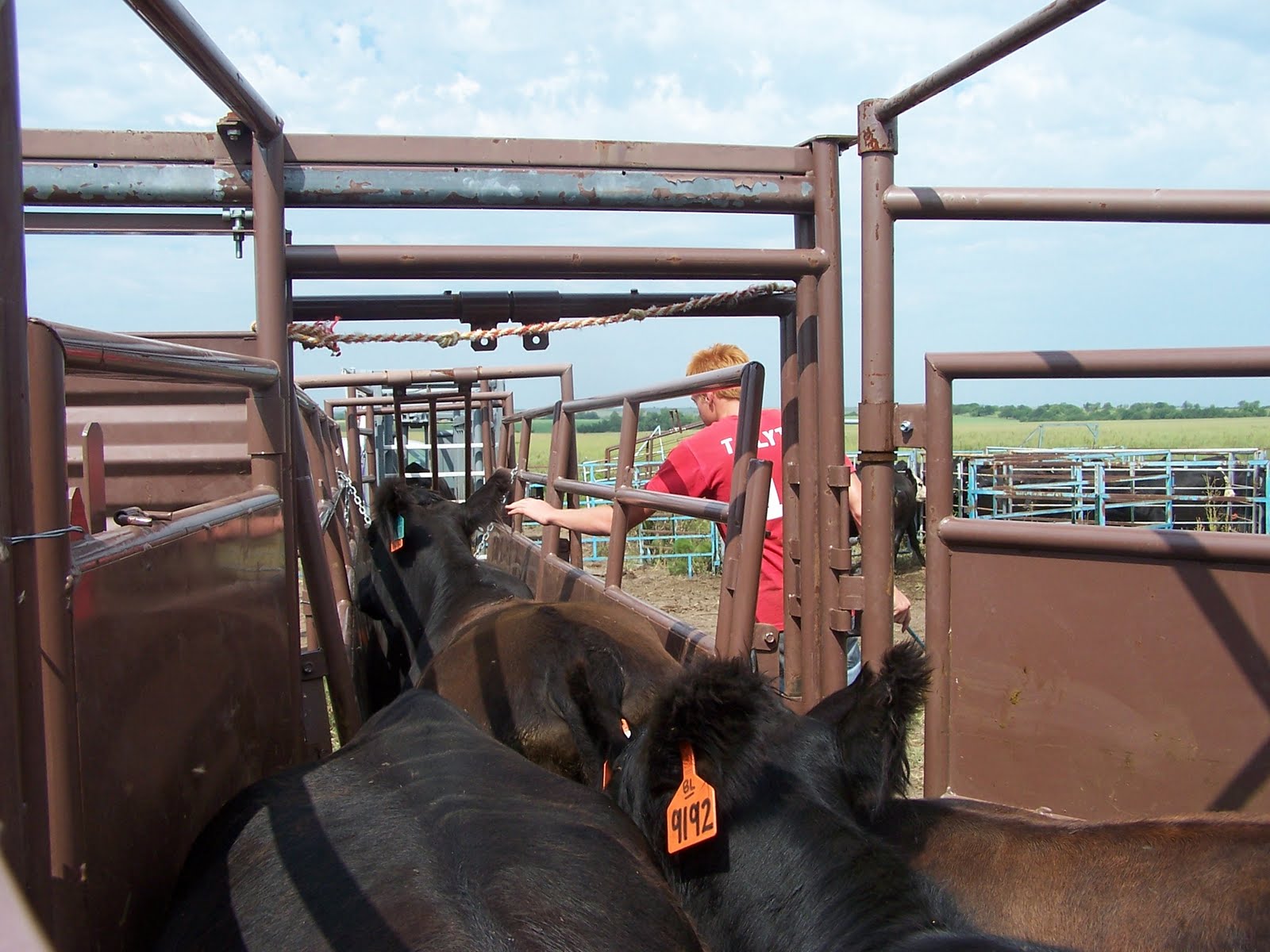 Kids, Cows and Grass Working cattle is a family job