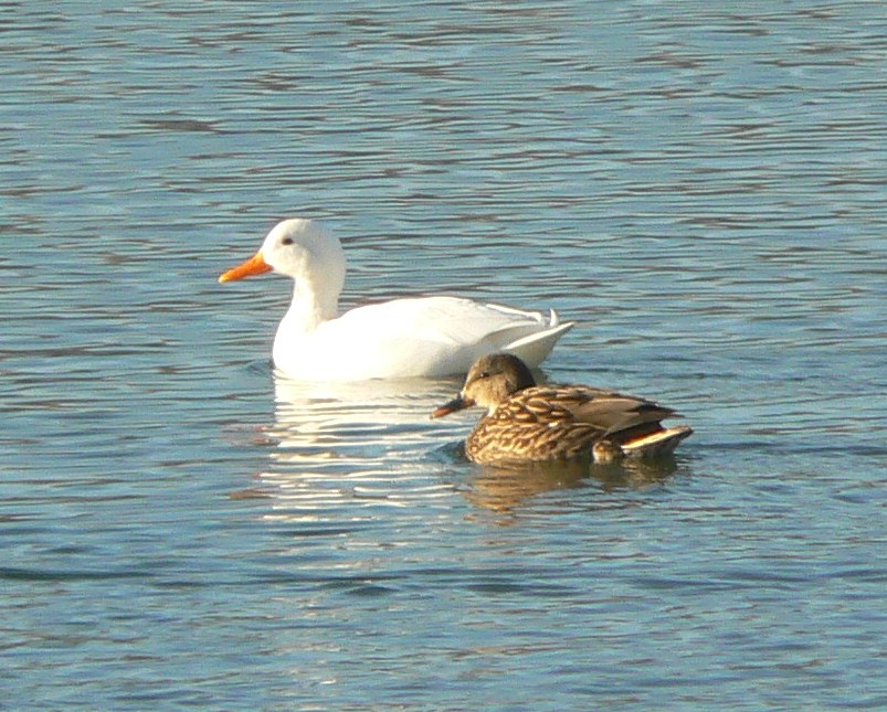 White Mallard Duck Pictures