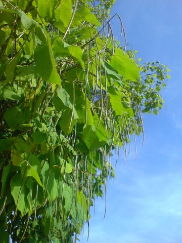 [DSC02793.JPG]