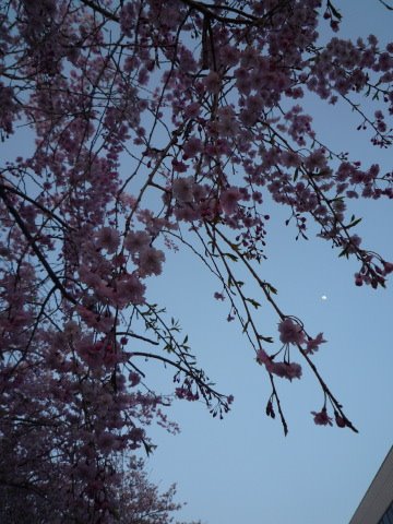 [P1060455.JPG]