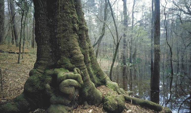 [1-20-10+cropped+San+Felasco+FF+James+Valentine.jpg]