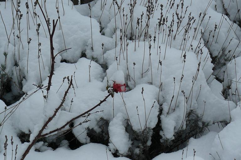 [Winter09_Duftgarten.JPG]