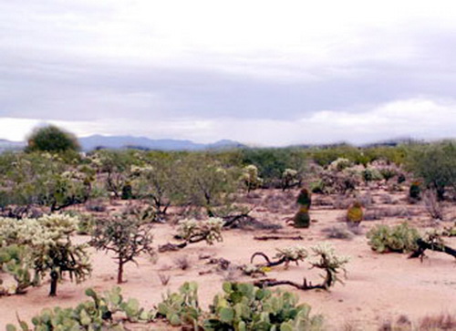 DAMPAK &amp; REKAYASA LINGKUNGAN EKOSISTEM