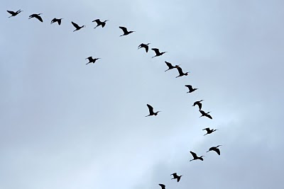 White-faced Ibis Fly-over