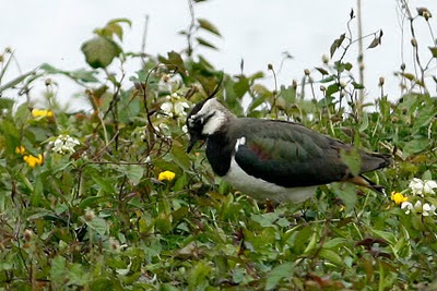 Lapwing