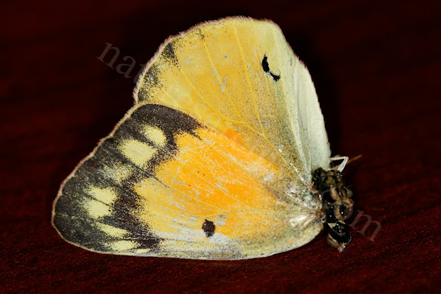 Orange Sulphur Butterfly - one wing