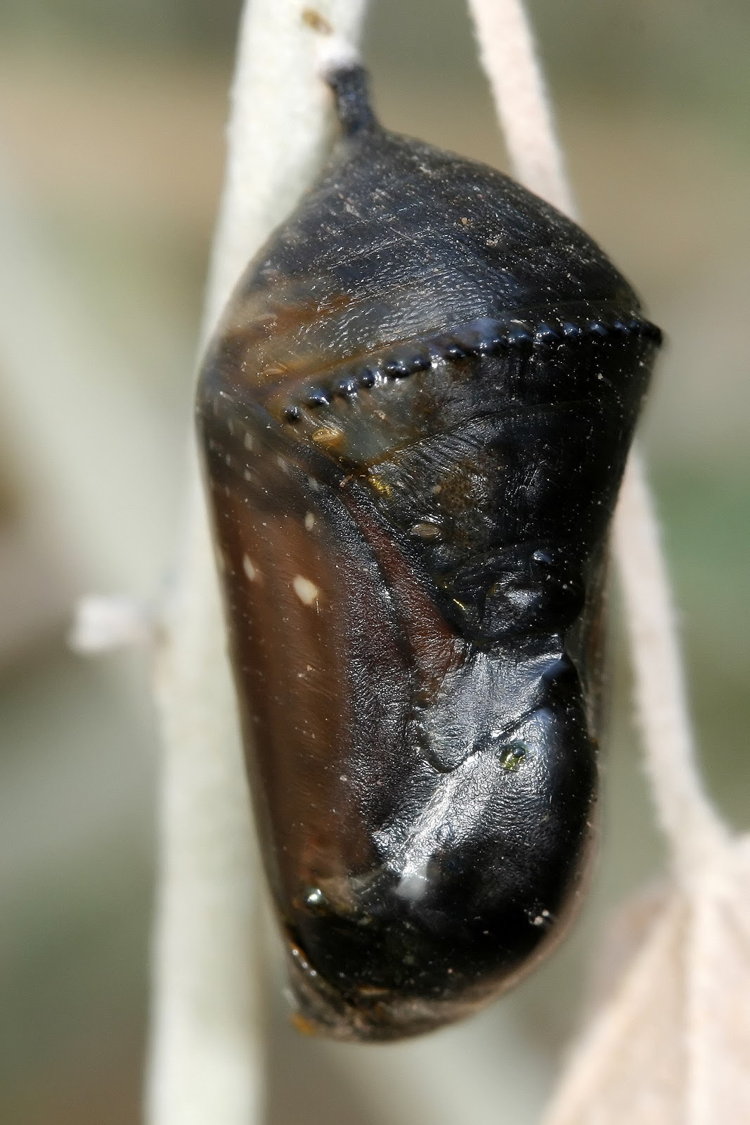 Nature's Archive Blog Life and Death of a Queen In One Day