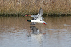 WILDLIFE UP CLOSE