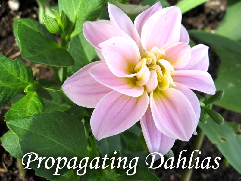 How to Propagate Dahlias Using Cuttings Behind
