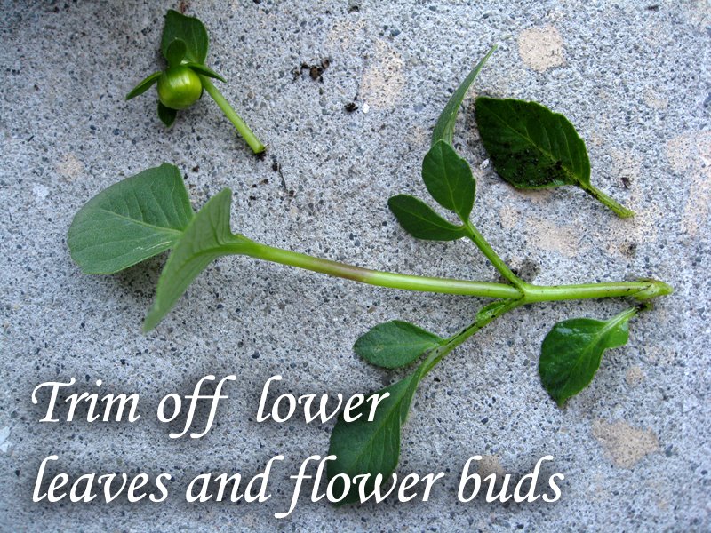 [dahlia_trim_off_lower_leaves_and_flower_buds.jpg]